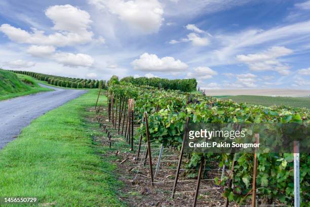 row vine grapes in champagne vineyards at montagne de reims, reims, france - marne stock pictures, royalty-free photos & images