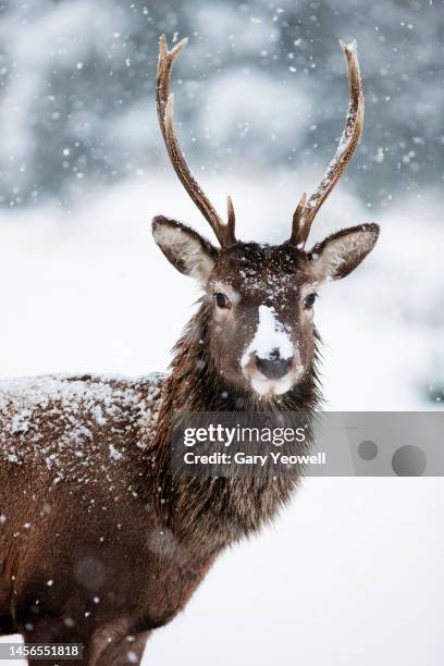 red deer standing in falling snow  in scottish highlands - scenery stock pictures, royalty-free photos & images