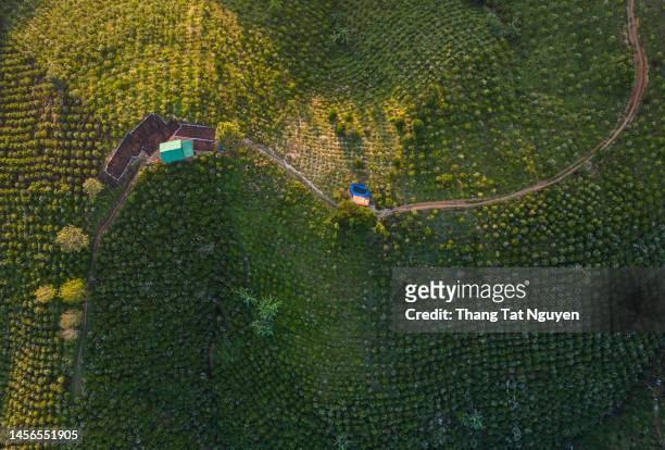 house in coffee plantation  - view from above - climate policy stock pictures, royalty-free photos & images