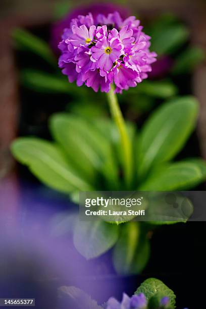 purple primula denticulata - primula stock pictures, royalty-free photos & images