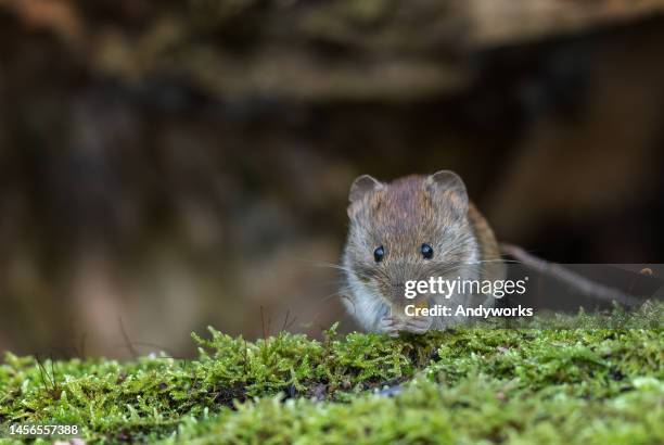 cute bank vole (myodes glareolus) - hantavirus 個照片及圖片檔