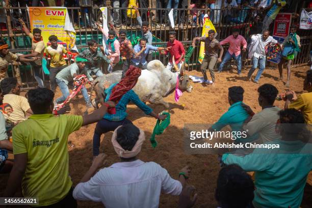 Men attempt to tackle a bull as they participate in the annual bull-taming sport of Jallikattu played to celebrate the harvest festival of Pongal on...