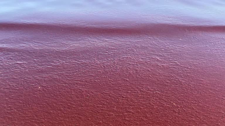 Red Ride Ocean 267 Red Tide Stock Videos, Footage, & 4K Video Clips - Getty Images