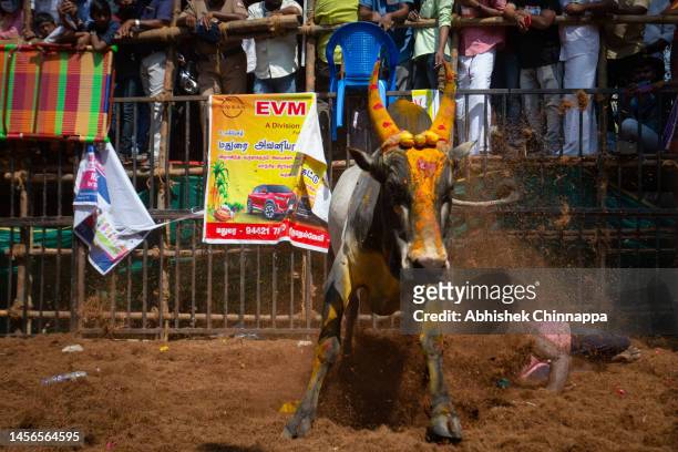 Man attempts to tackle a bull as he participates in the annual bull-taming sport of Jallikattu played to celebrate the harvest festival of Pongal on...
