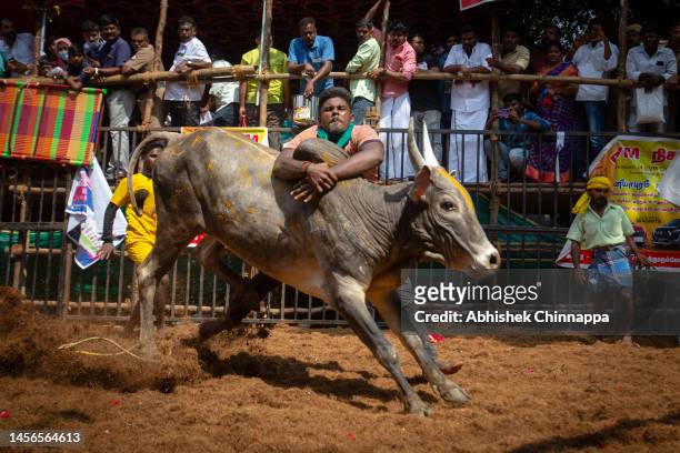 Man tackles a bull as he participates in the annual bull-taming sport of Jallikattu played to celebrate the harvest festival of Pongal on January 15,...