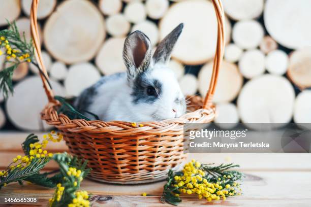 beautiful and cute rabbit on a wooden background. happy and bright easter. hi spring. year of the rabbit. home pet. rabbit in a basket with mimosa sprigs. easter composition. - year of the rabbit photos et images de collection