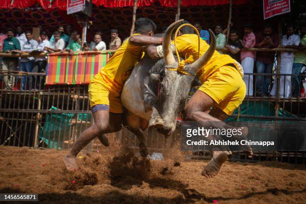 Men tackle a bull as they participate in the annual bull-taming sport of Jallikattu played to celebrate the harvest festival of Pongal on January 15,...