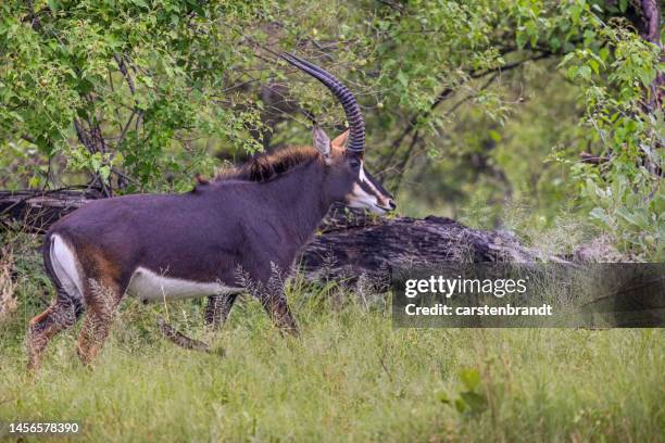 sable antelope in a bush area - sable antelope stock pictures, royalty-free photos & images