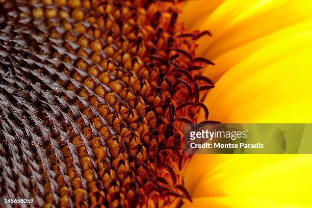 macro of sunflower - girasol stock pictures, royalty-free photos & images