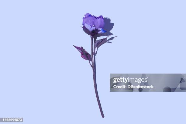 violet rose on blue background. concept of art, wedding, love, romance, valentine's day, women's day, machismo, feminism and flowers. - rosa violette parfumee photos et images de collection