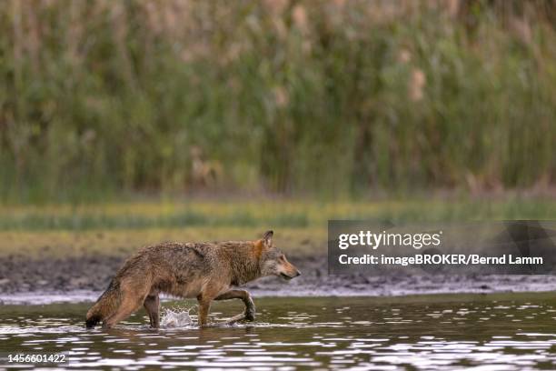 european gray wolf (canis lupus), walking through shallow water zone in the shore area of a fish pond, lausitz, saxony, germany - canis lupus lupus stock pictures, royalty-free photos & images