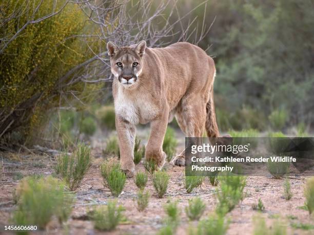 mountain lion rescued in arizona, usa - mountain lion stock pictures, royalty-free photos & images