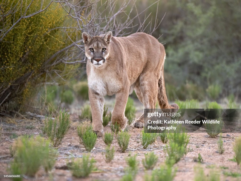 Mountain Lion Rescued in Arizona, USA