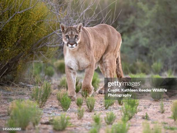 mountain lion rescued in arizona, usa - sussuarana imagens e fotografias de stock