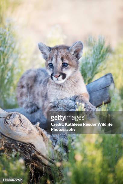 mountain lion rescued in arizona, usa - mountain lion stock pictures, royalty-free photos & images