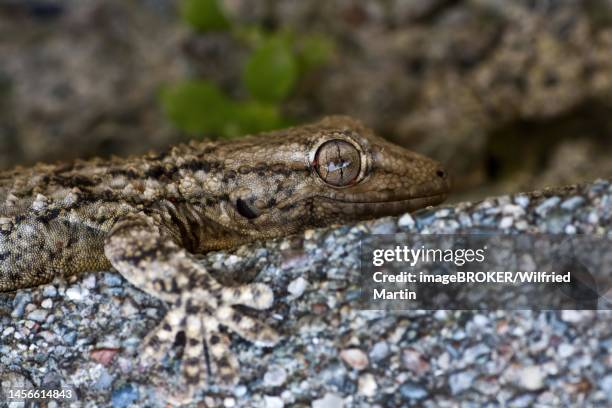 common wall gecko (tarentola mauritanica), adult on rock, animal portrait, sicily, italy - tarentola stock pictures, royalty-free photos & images
