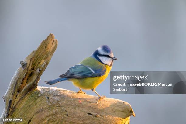 blue tit (parus caeruleus) in winter, guxhagen, hesse, germany - titmouse stock pictures, royalty-free photos & images