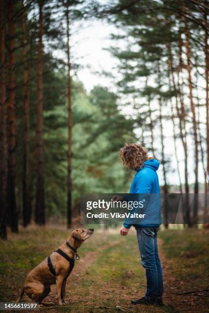 mann spielt mit einem hund im wald - rhodesian ridgeback stock-fotos und bilder