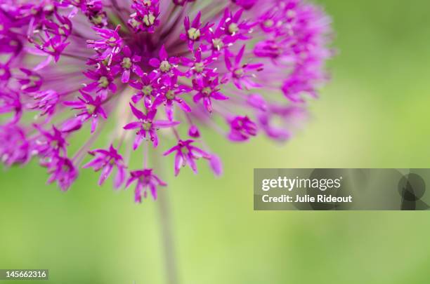 207 Julie Rideout Stock Photos, High-Res Pictures, and Images - Getty ...