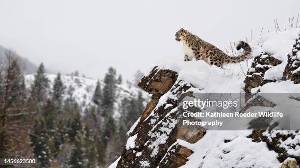 snow leopard - snow leopard fotografías e imágenes de stock