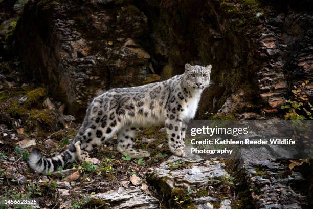 snow leopard - snow leopard 個照片及圖片檔