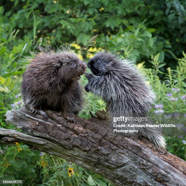 porcupine mom and baby - istrice foto e immagini stock