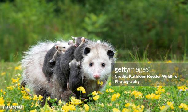 opossum and babies - opossum 個照片及圖片檔