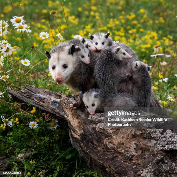 opossum and babies - opossum 個照片及圖片檔