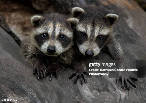 raccoon babies - bandit stock pictures, royalty-free photos & images