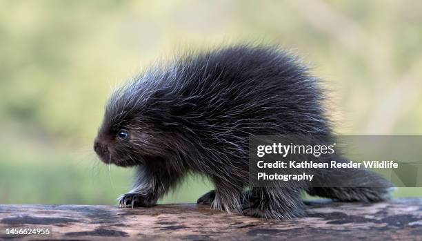 young porcupine - istrice foto e immagini stock