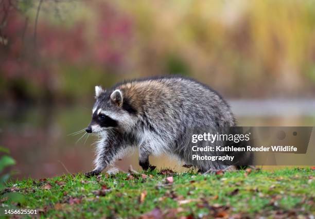 4,888 Raccoon Bandit Stock Photos, High-Res Pictures, and Images ...