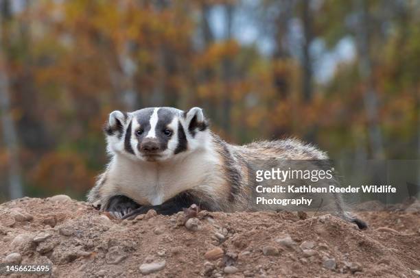 badger - meles meles stock pictures, royalty-free photos & images