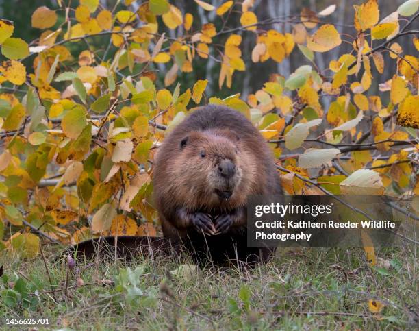 beaver - beaver foto e immagini stock
