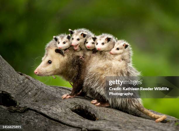 opossum and babies - tierfamilie stock-fotos und bilder