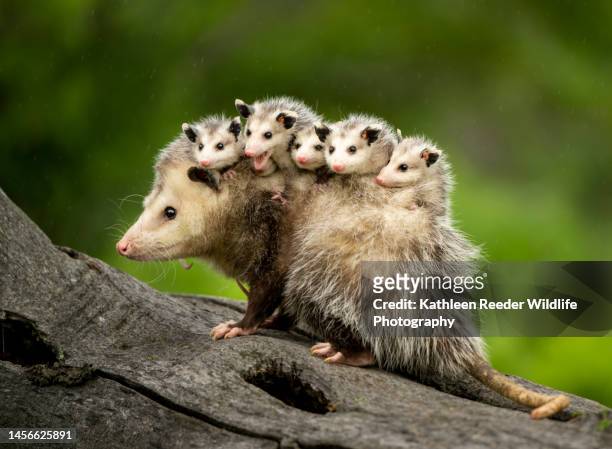 opossum and babies - opossum stockfoto's en -beelden