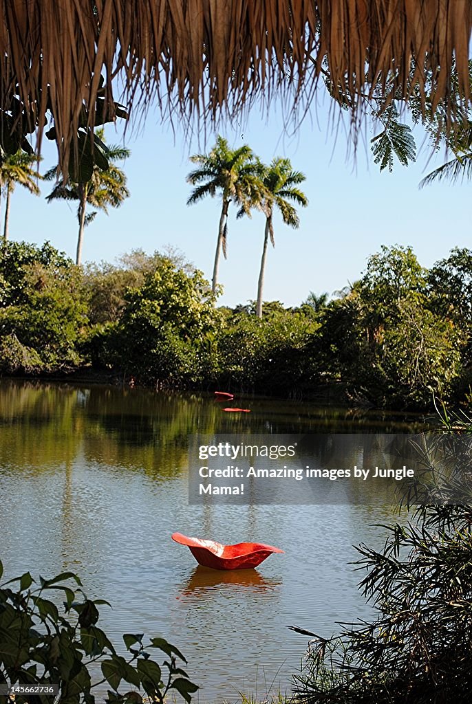 Red Petals float on Pandanus Lake