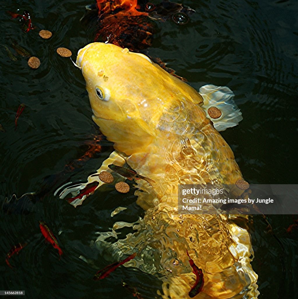 Glistening golden Koi emerging from water