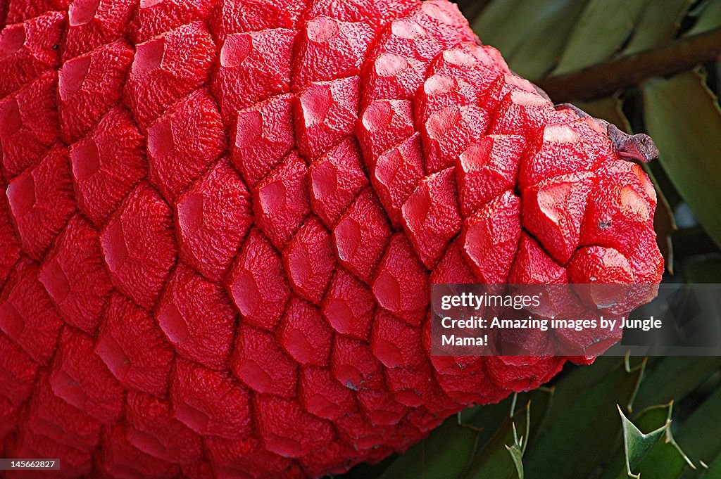 Encephalartos Gratus