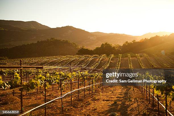 lines of vnes - california vineyard stock pictures, royalty-free photos & images