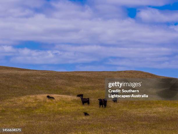 cattle grazing in the reekara hills on king island, bass strait, tasmania, australia. - extreme terrain stock pictures, royalty-free photos & images