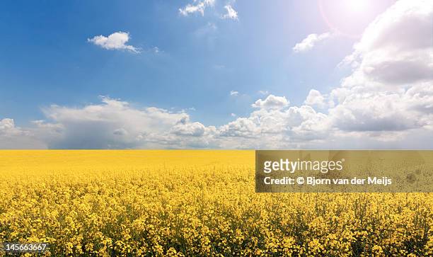 endless yellow canola field - brassica rapa stock pictures, royalty-free photos & images