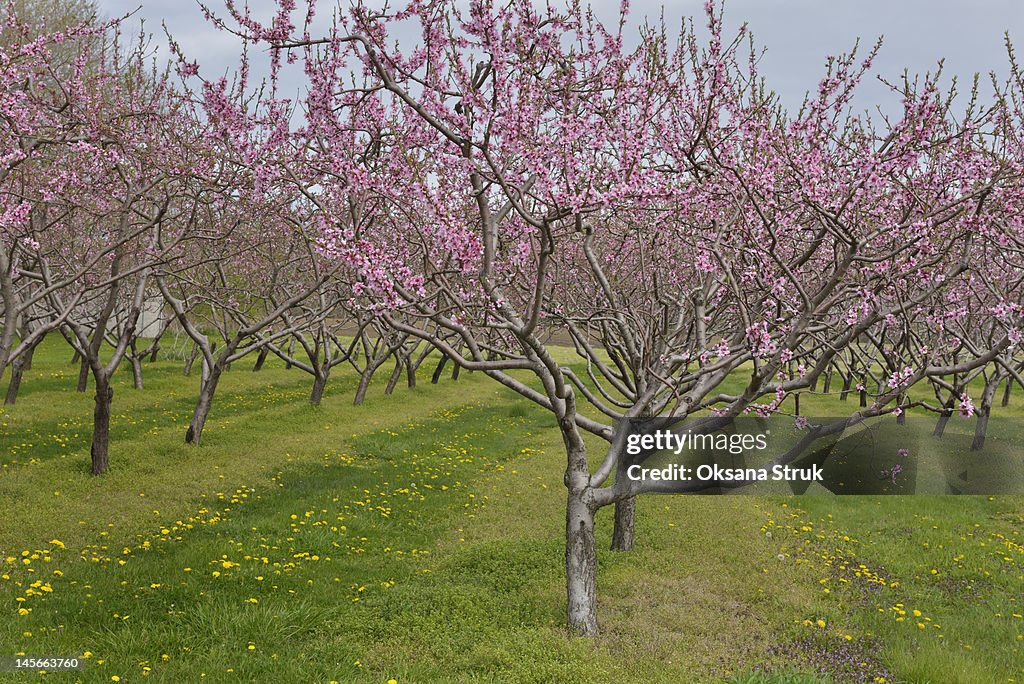Peach Orchard