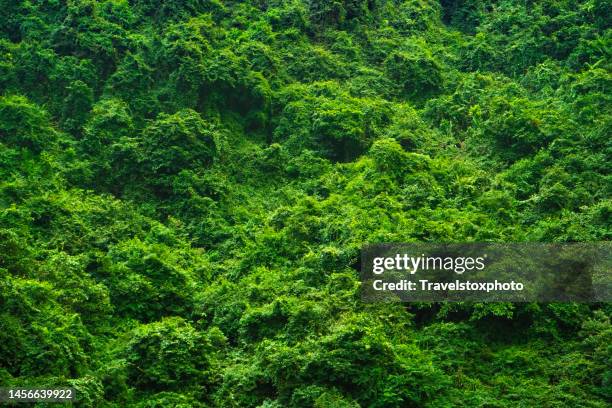 a green wall of plants. format filling motif with green tropical plants. abstract image of wild nature. art created by nature. a slope completely covered with green trees. - art production fund ストックフォトと画像