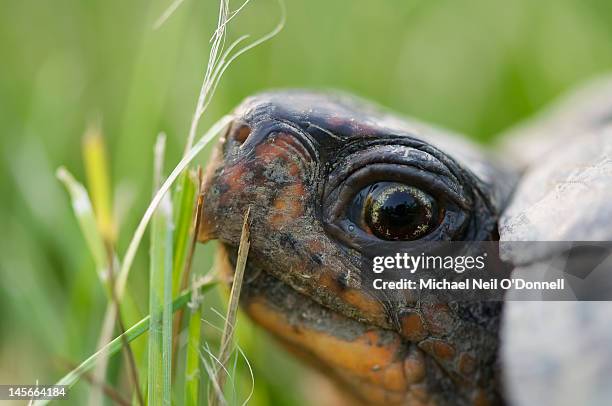 eastern box turtle closeup - box turtle - fotografias e filmes do acervo