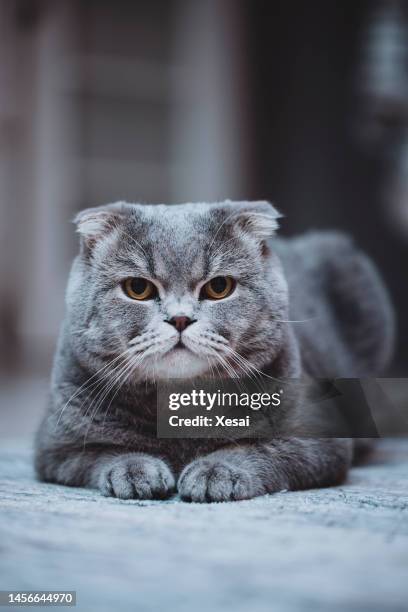 scottish fold cat - schotse-vouwoorkat stockfoto's en -beelden