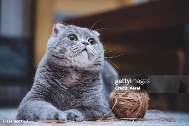 scottish fold cat - schotse-vouwoorkat stockfoto's en -beelden