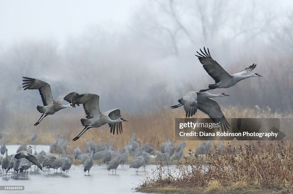 Sandhill cranes take flight