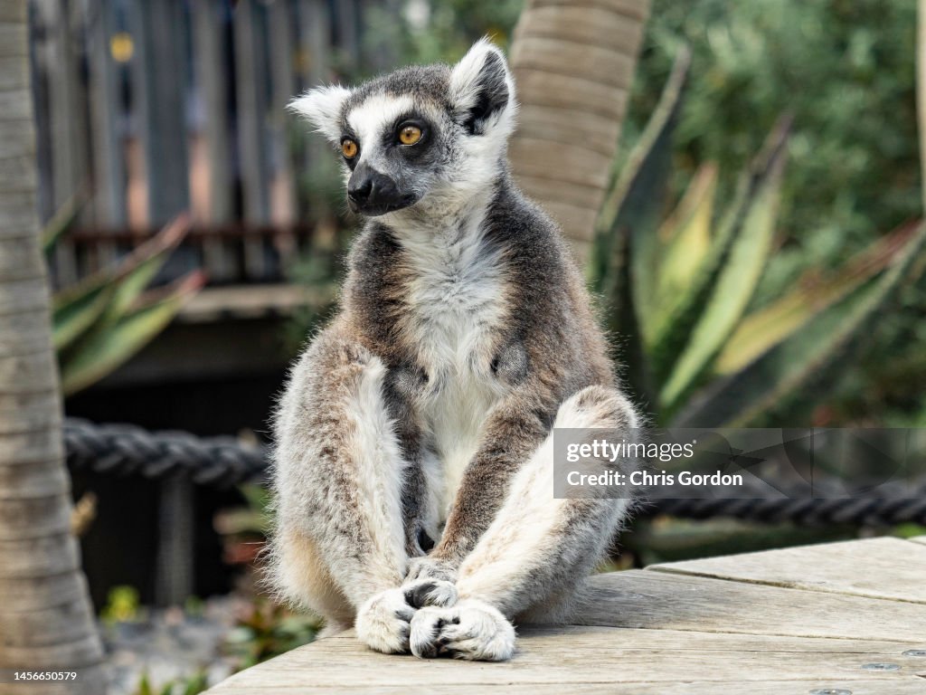 Ring-tailed Lemur