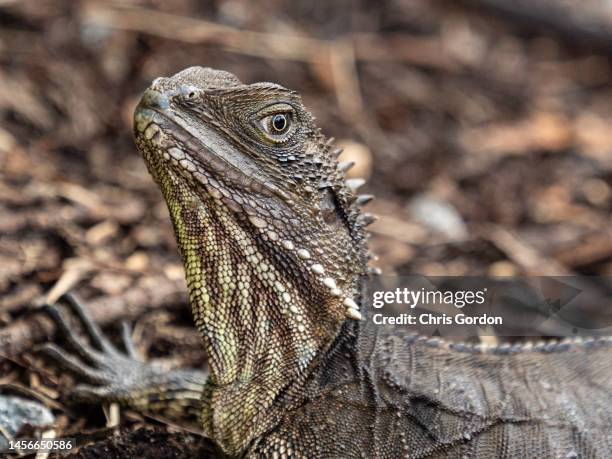 Shadow Lizard Lizard Scale Texture - Fotografias e Filmes do Acervo - Getty Images
