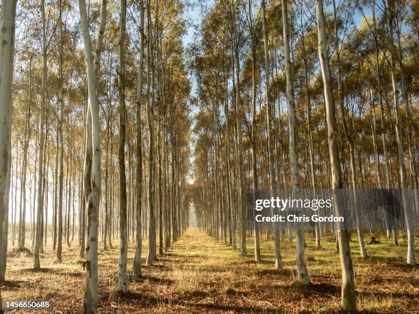 tree farm - eucalyptus stock pictures, royalty-free photos & images